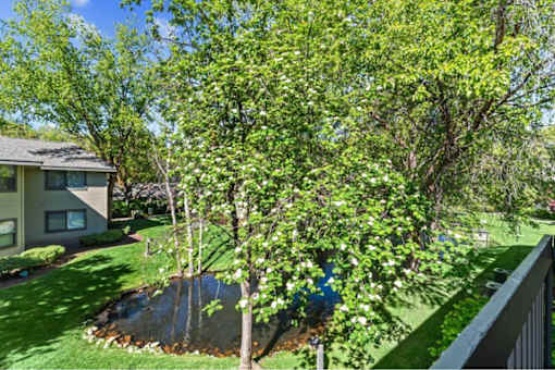 A tree with white blossoms stands in a yard.