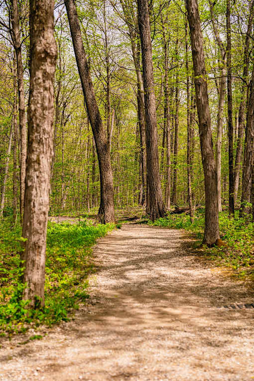 A dirt path winds through a forest of tall trees.