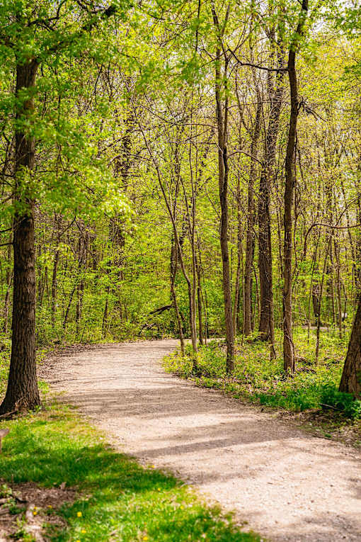 A dirt path winds through a forest of trees with green leaves.