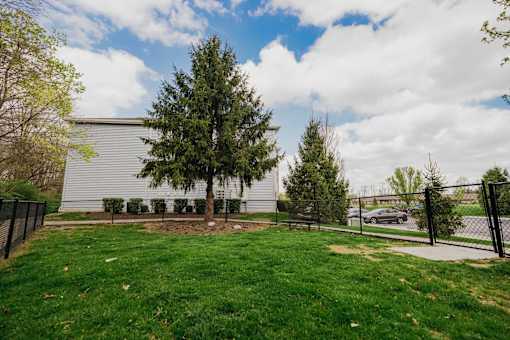 A large tree stands in the middle of a grassy area.