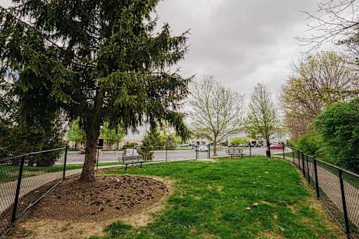 A tree in a park with a fence around it.
