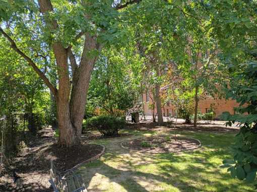 A tree in a yard with a bench under it.