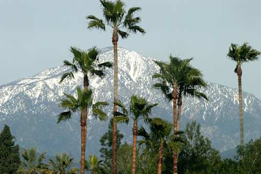 Palm trees in front of a snow-capped mountain.