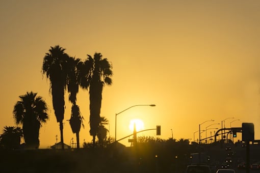 The sun is setting behind a row of palm trees.