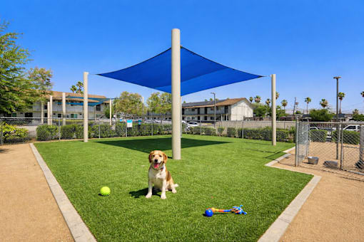 A dog is sitting on the grass under a blue shade structure.