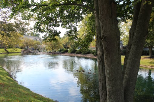 a pond in front of a house with a tree in the foreground