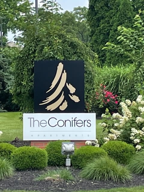 The Conifers