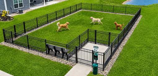 Three dogs are playing in a fenced yard.