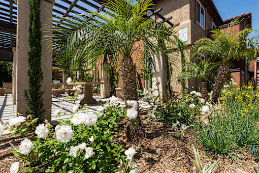 A garden with white flowers and green plants.