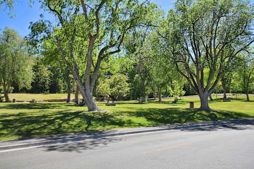 A tree with green leaves stands in a grassy field.