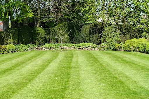 A well-manicured lawn leads to a row of trees.