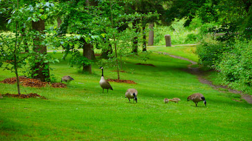 A family of geese are grazing in a lush green field.