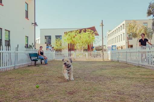 A dog running in a park with a woman sitting on a bench in the background.