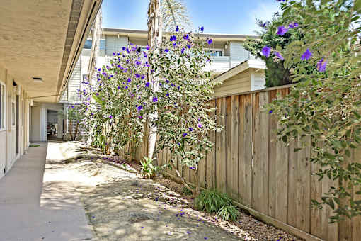 A residential area with a wooden fence and purple flowers.