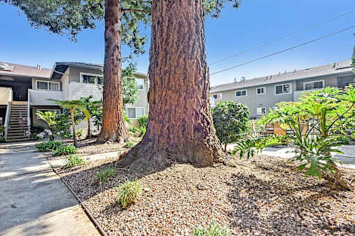 A tree in a front yard with a house in the background.