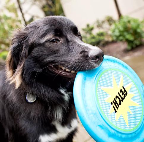 a black dog holding a blue frisbee in its mouth