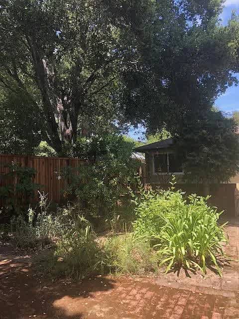 A garden with a variety of plants and trees.