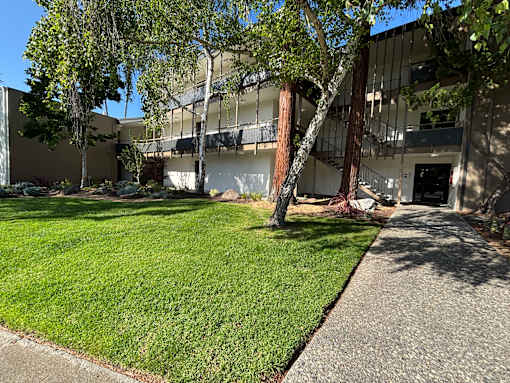 A tree in a yard in front of a building.