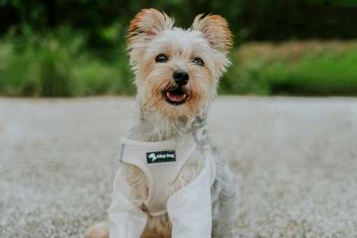A small dog wearing a white jacket with the words "All Dog" on it.