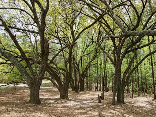 A forest of leafless trees stands in a field.