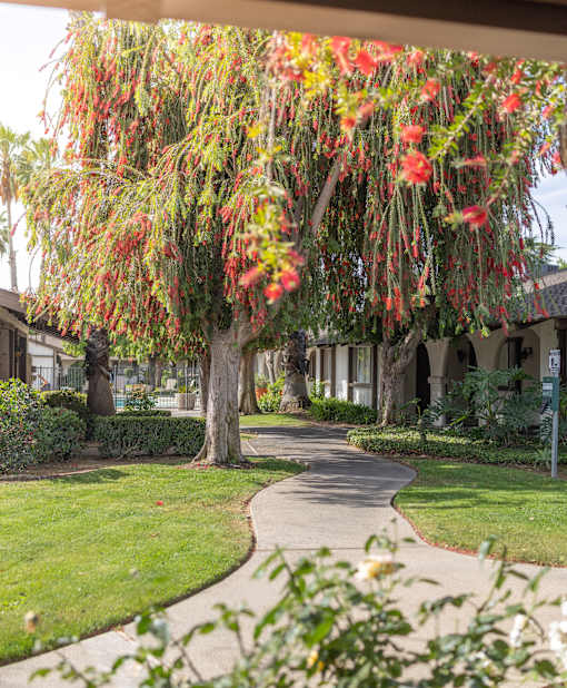 A tree with red flowers is in the foreground of a pathway.