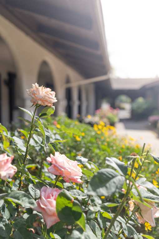 A cluster of pink roses in the foreground with a building in the background.