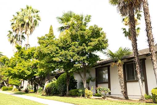 A house with a palm tree in front of it.