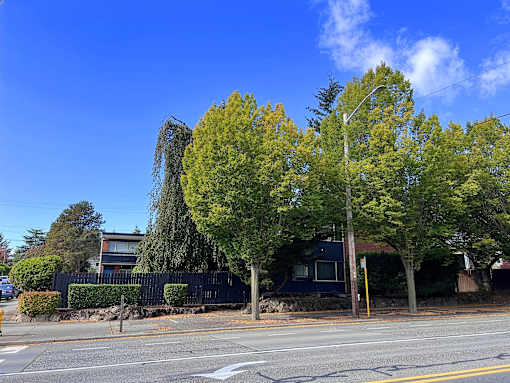 A tree with yellow leaves stands in front of a blue house.