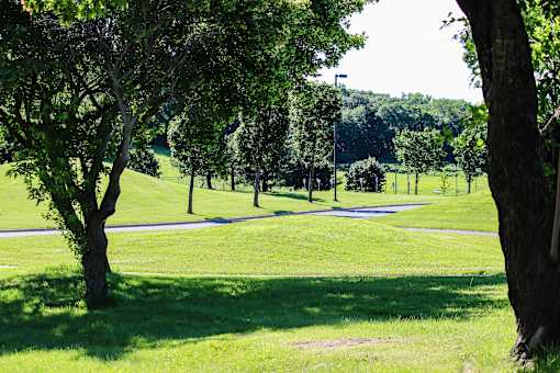 A tree in a grassy field with a pathway in the distance.