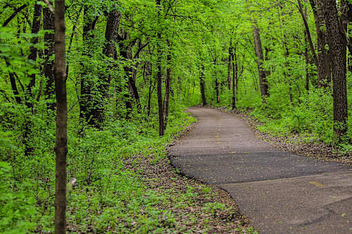 A winding path through a green forest.
