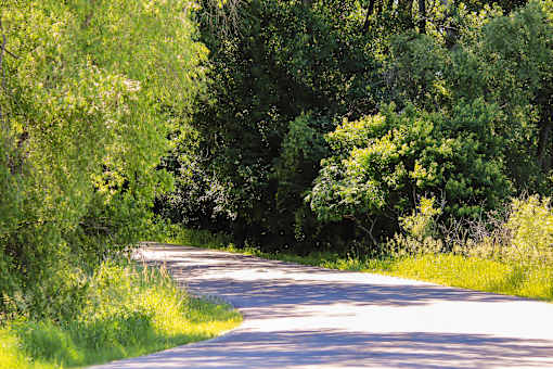 A road surrounded by greenery and trees.