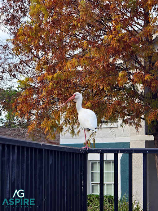 A white bird with a long beak is standing on a black fence.