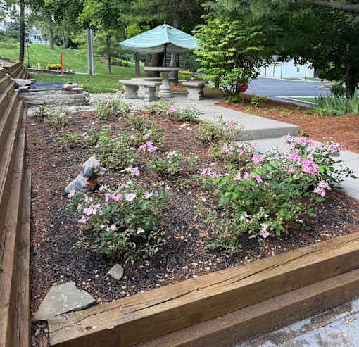A garden with a wooden border and pink flowers.