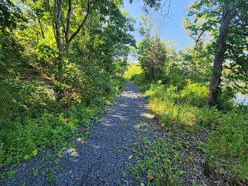 A gravel path winds through a lush green forest.