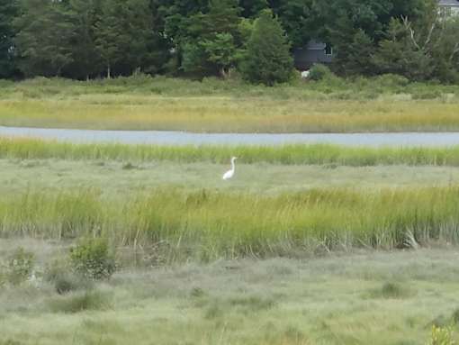 A white bird is standing in the grass.