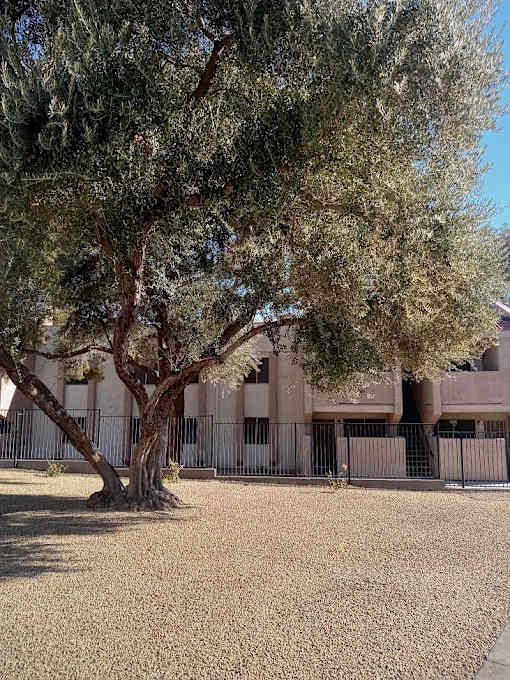 A tree in front of a building with a fence.
