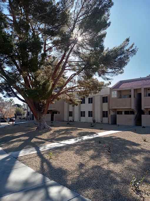 A tree in front of a building with a clear blue sky.