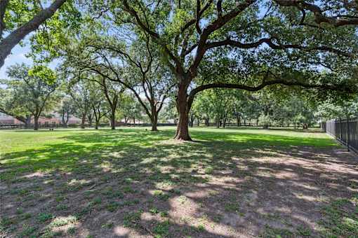 Large dog park with trees at Asheville at Spring Branch apartments in Houston, TX