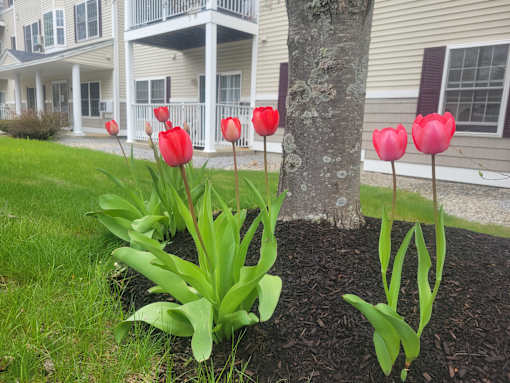 A row of red tulips in front of a building.