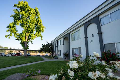 A tree with green leaves stands in front of a white building with a blue sky in the background.