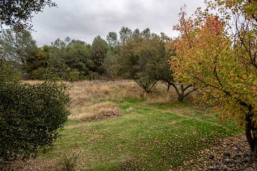 A field with trees and a cloudy sky.