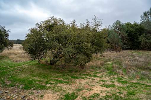 A tree in a field with a cloudy sky.