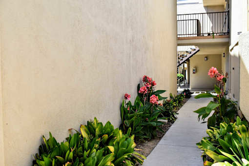 walkway with pink flowers