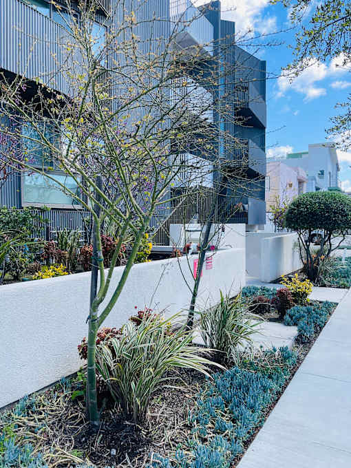 A garden with a variety of plants and a white wall.