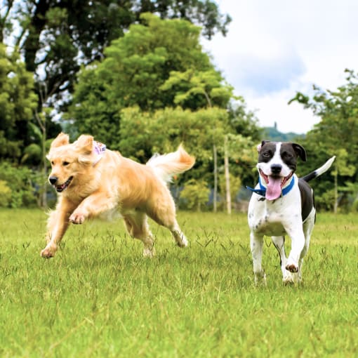 two dogs running in a field