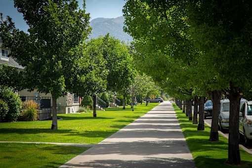 a tree lined sidewalk on a sunny day