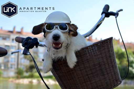 a small dog wearing a helmet and goggles sitting in a basket on a bike at Link Apartments® Canvas, Georgia, 30312