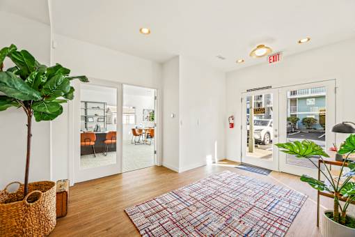 A room with a large rug and a plant on the floor.