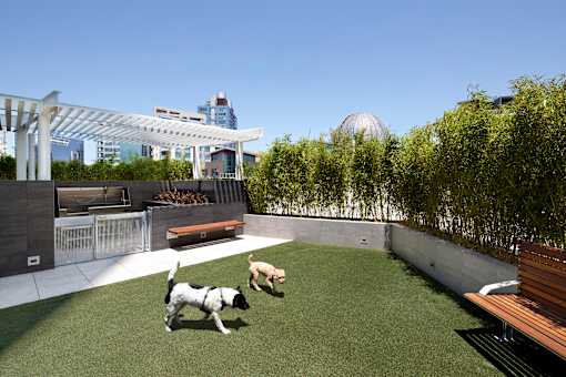 Two dogs playing in a grassy area with a white pergola in the background.