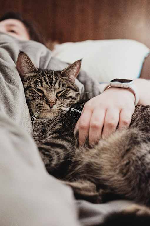 a cat laying on a person with a watch on their hand
